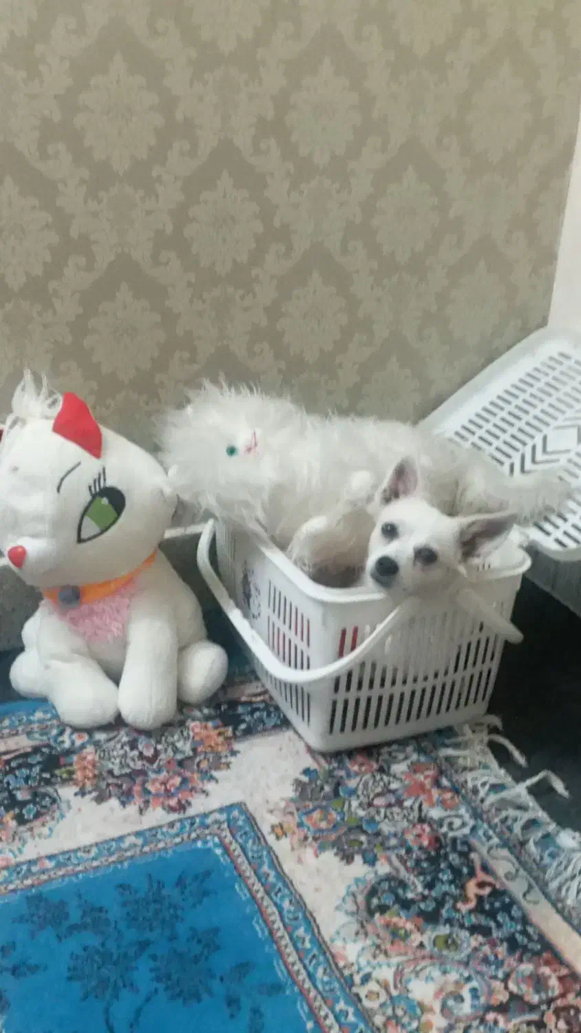 واگذاری سگ|سگ|فولادشهر, C4|دیوار