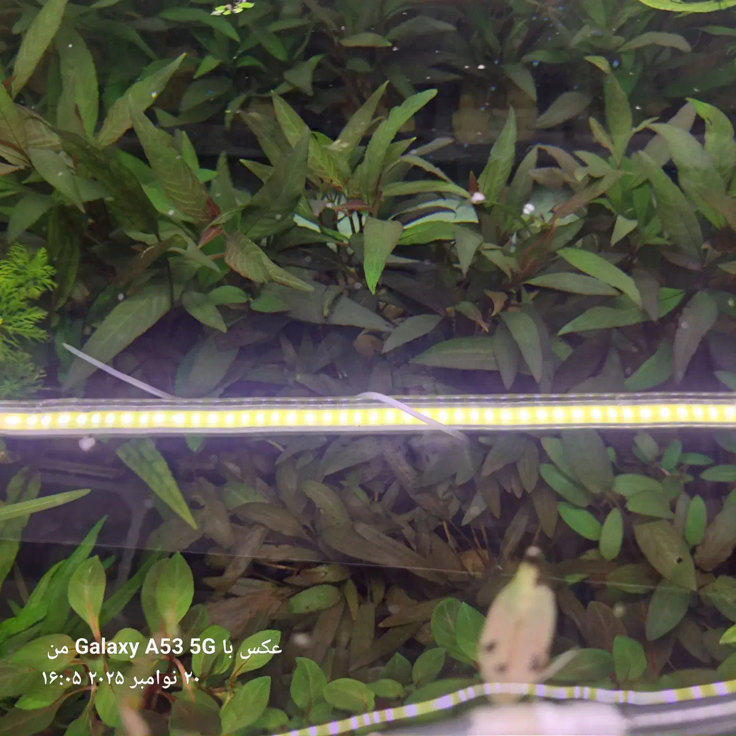 گیاه آبزی و پلنت|ماهی|اردبیل, |دیوار