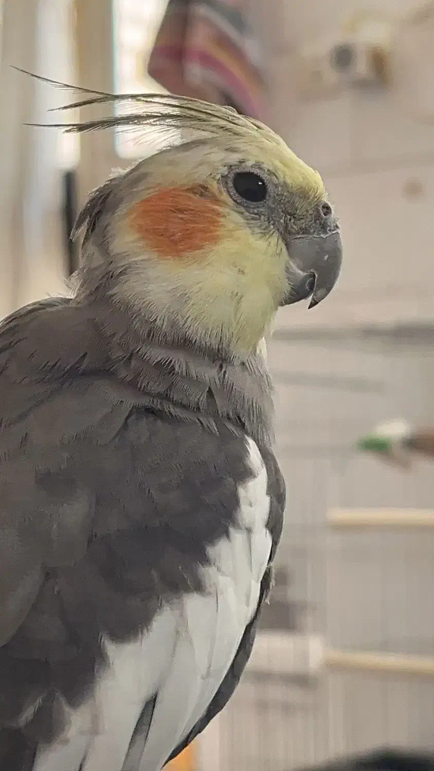 عروس هلندی|پرنده|سرپل ذهاب, |دیوار