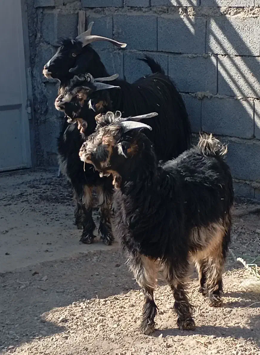 بز گله داری|حیوانات مزرعه|پیر بکران, |دیوار