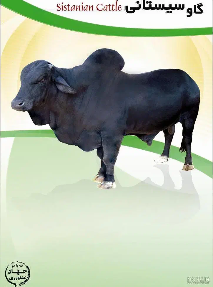 قصاب ماهر|خدمات پیشه و مهارت|تیمور آباد, |دیوار