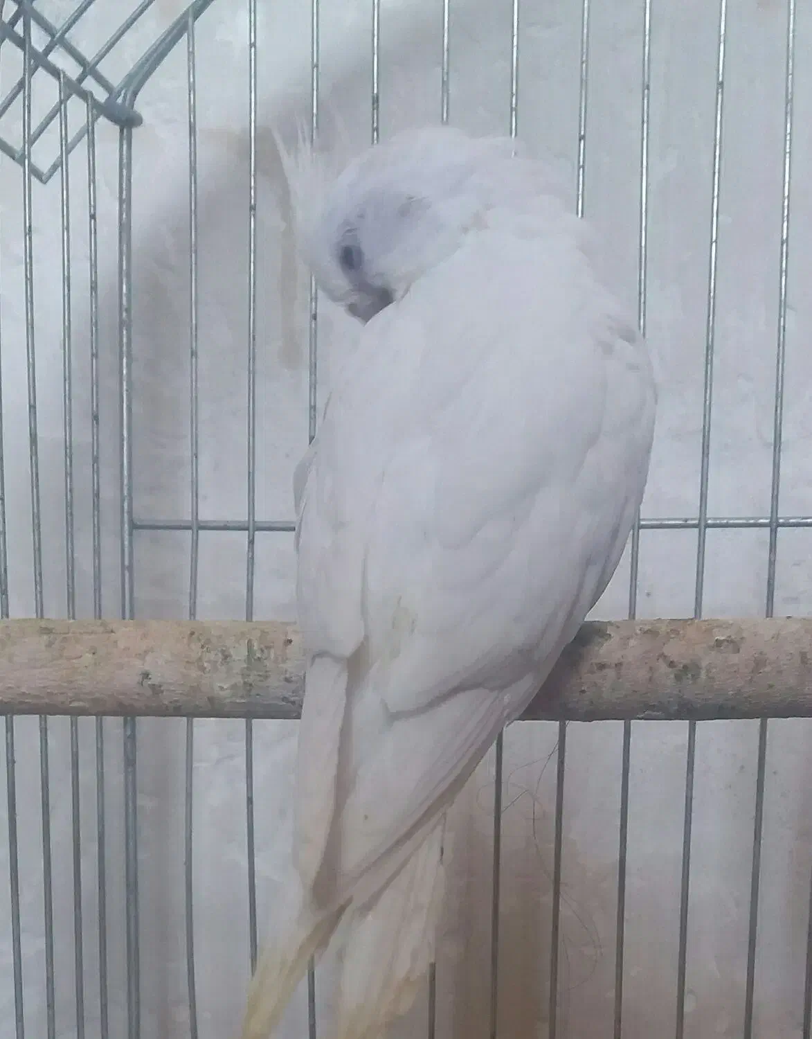 عروس هلندی آلبینو چشم سورخ|پرنده|درگهان, |دیوار