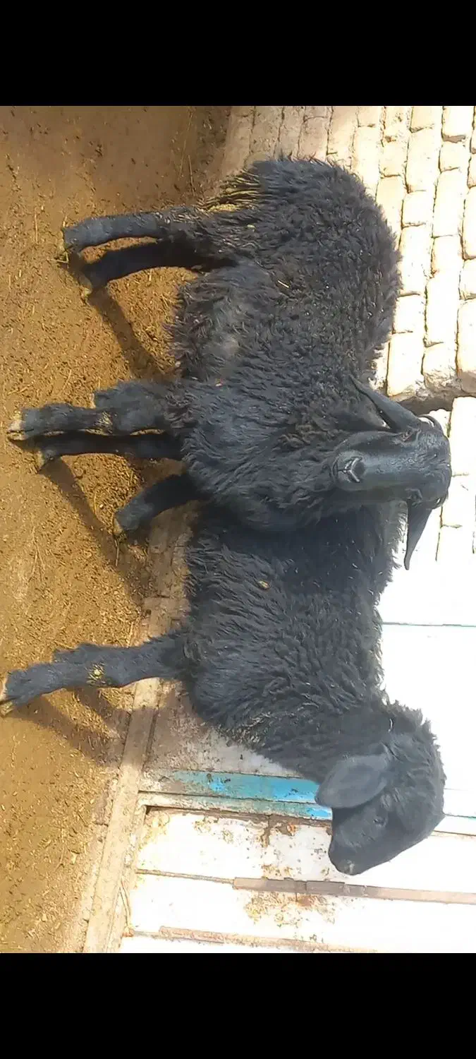 گوسفند|حیوانات مزرعه|میاندوآب, |دیوار