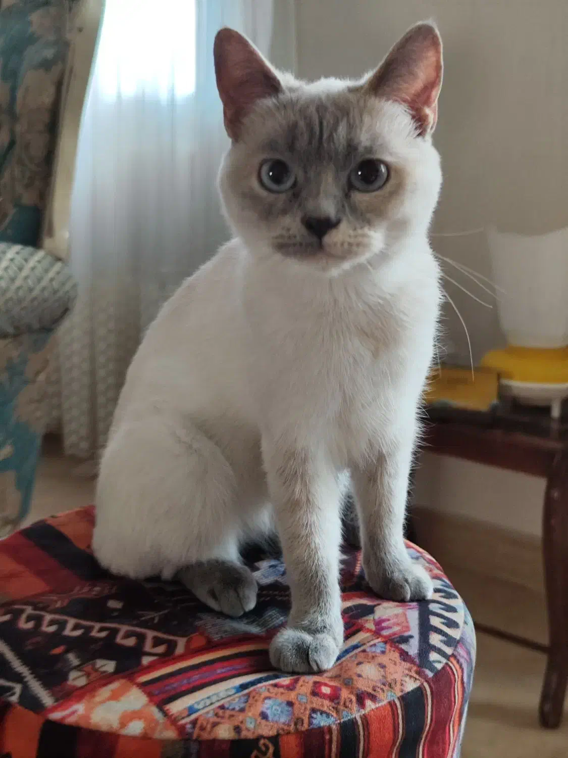 واگذاری گربه،اصیل اسکاتیشی|گربه|قزوین, |دیوار