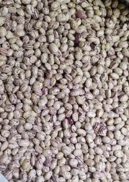 حبوبات|خوردنی و آشامیدنی|سپیدان, |دیوار