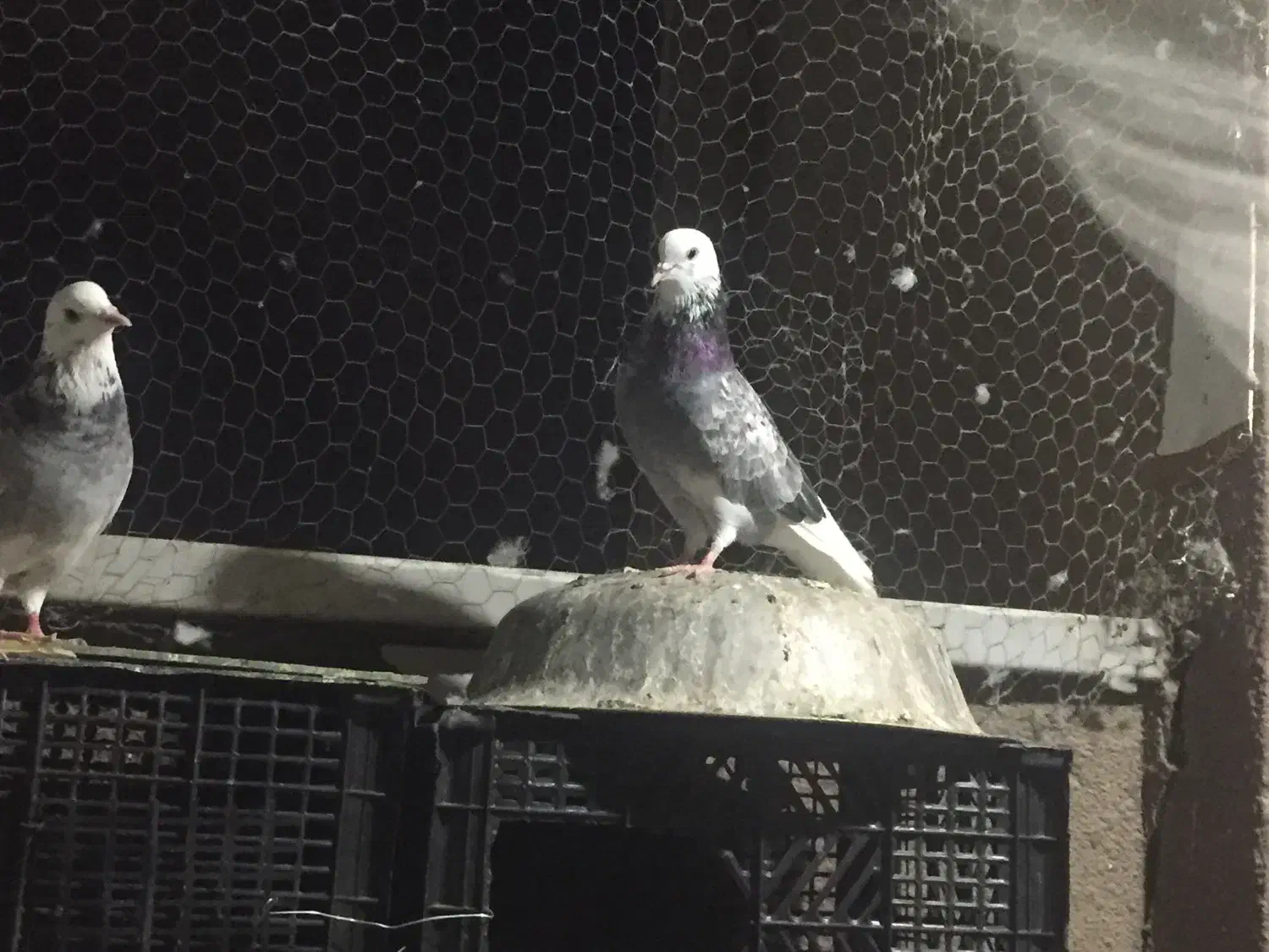 کفتر|حیوانات مزرعه|تهران, افسریه شمالی|دیوار