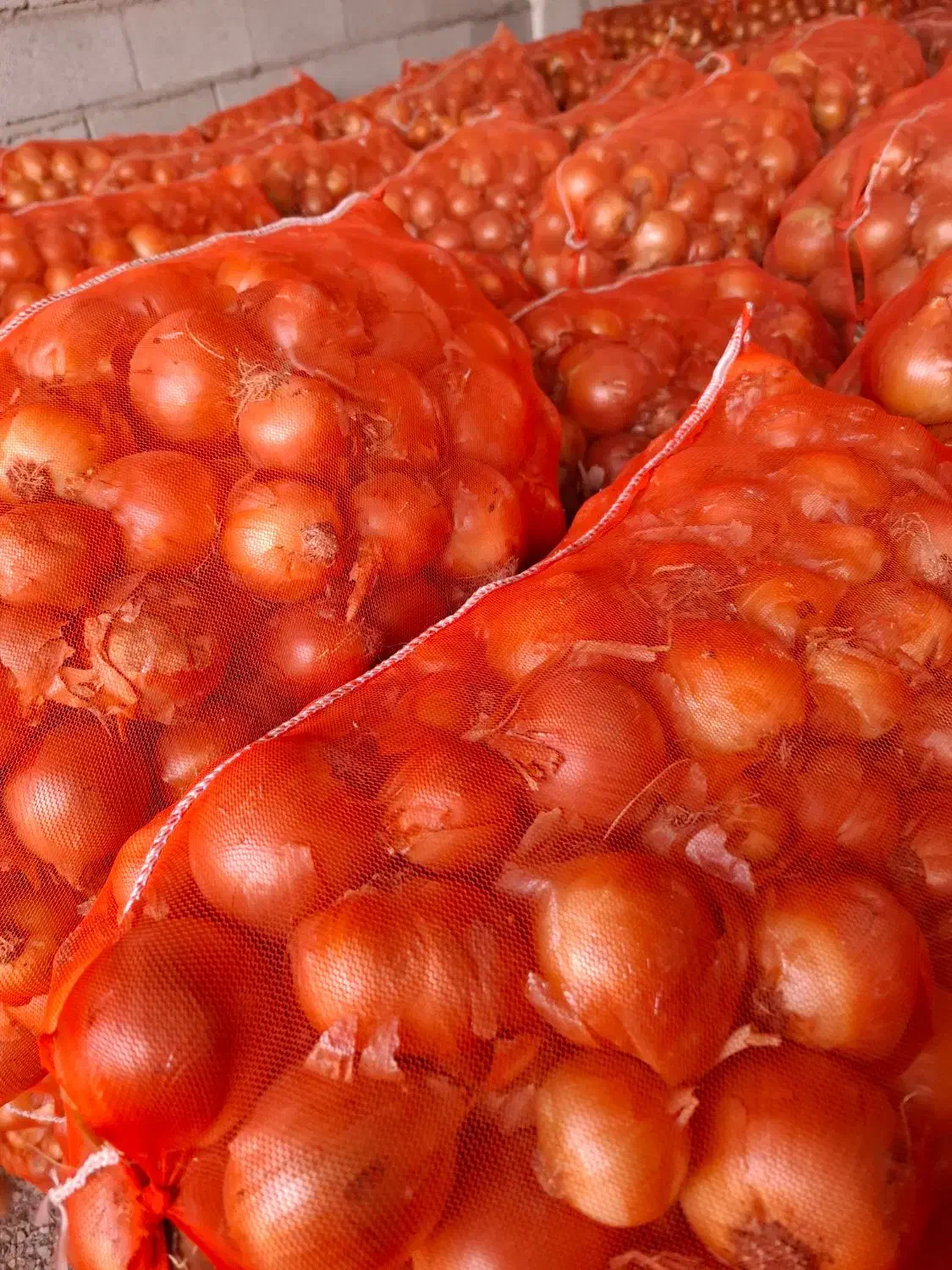 تامین کننده پیاز برا صادرات و شهرستان|حراج|بناب, |دیوار