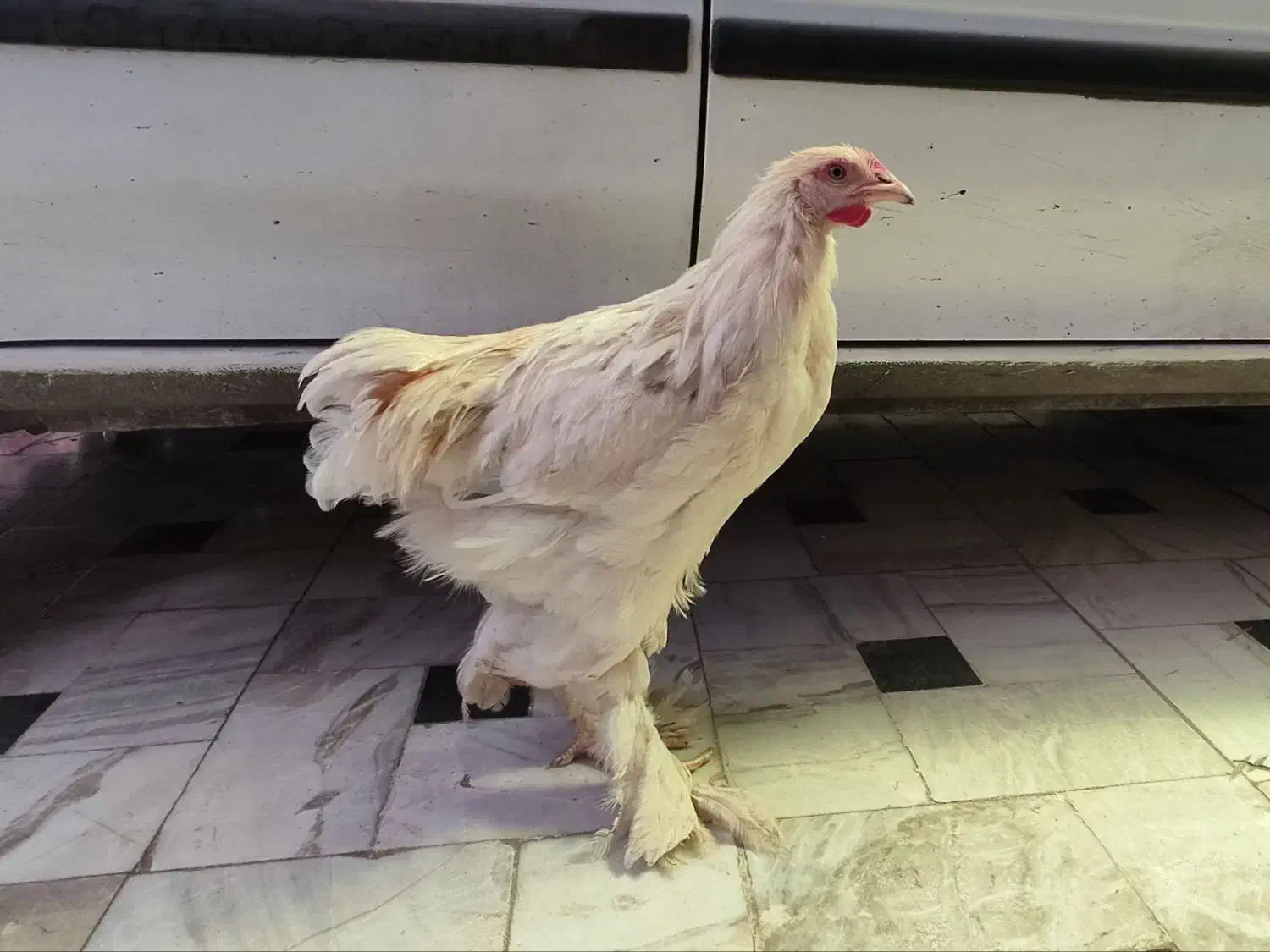 خروس برهما غول پیکر|حیوانات مزرعه|قم, نیروگاه|دیوار