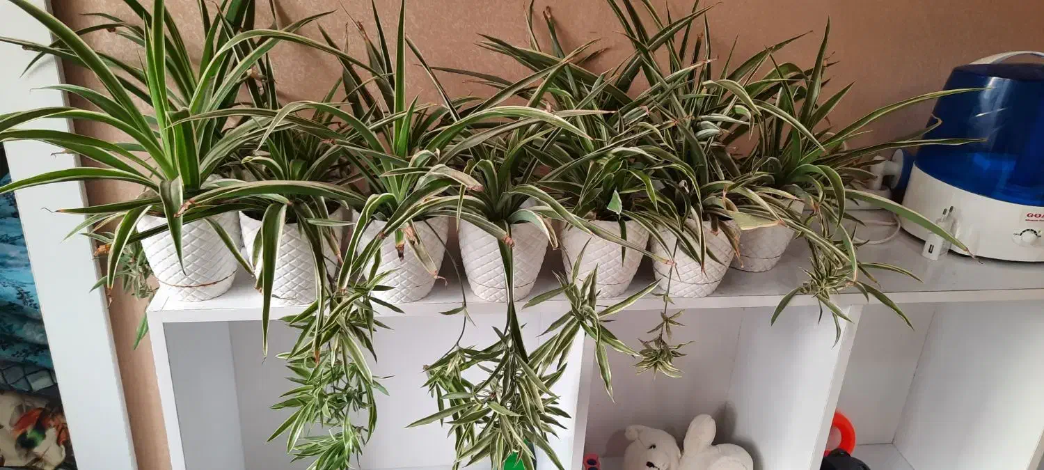 گندمی|گل مصنوعی|کرج, گوهردشت|دیوار