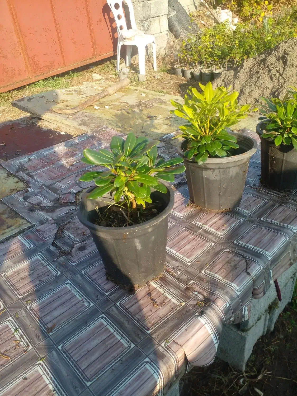 کاج سطل۱۰ ریشه پرس پیچسترون سطل۳|عمدهفروشی|چابکسر, |دیوار