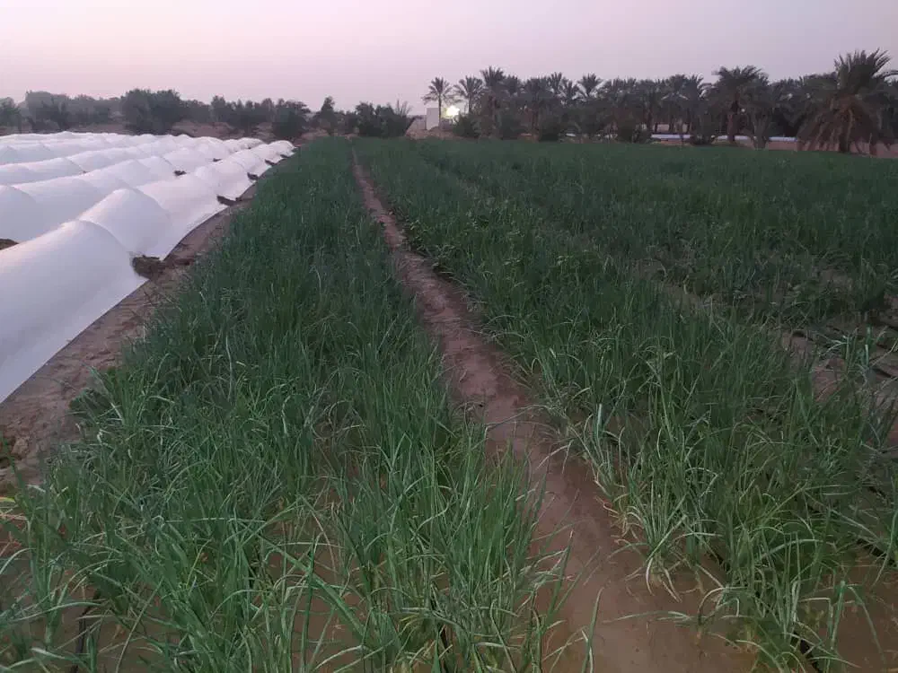 پیاز محلی|خوردنی و آشامیدنی|شبانکاره, |دیوار