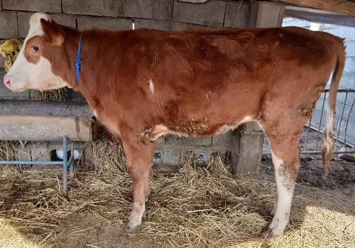 گوساله سیمنتال ماده کور|حیوانات مزرعه|گمیشان, |دیوار