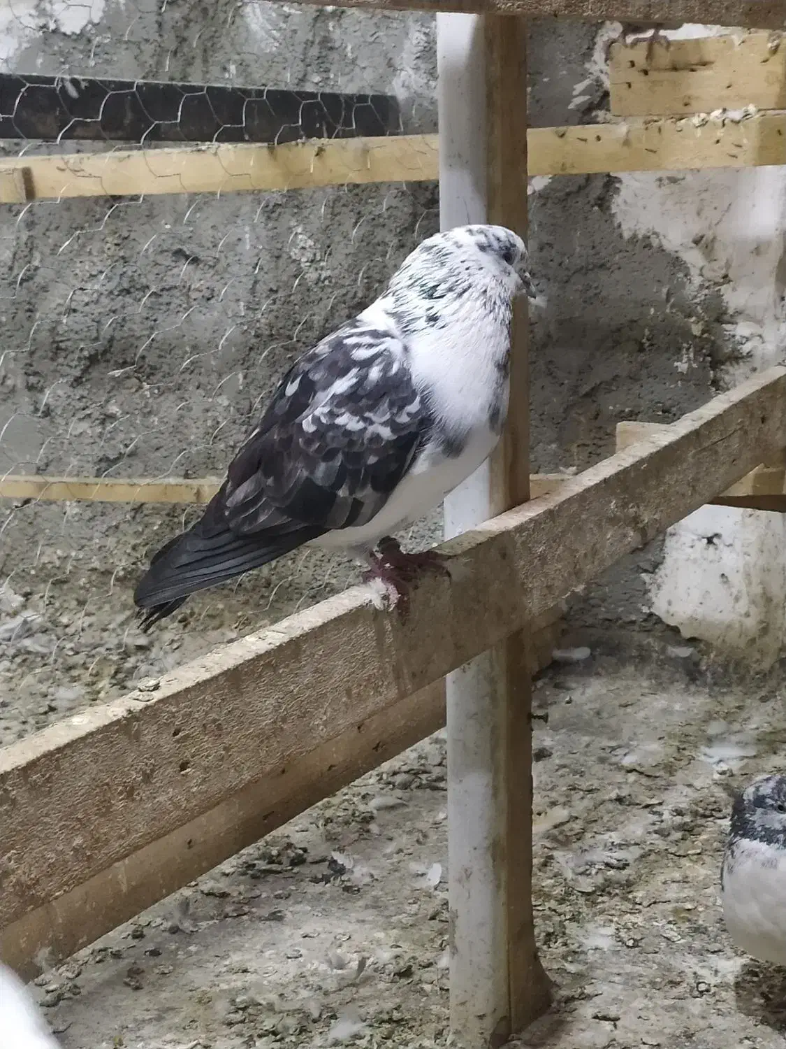 کفتر کبوتر|پرنده|قرچک, باقرآباد|دیوار