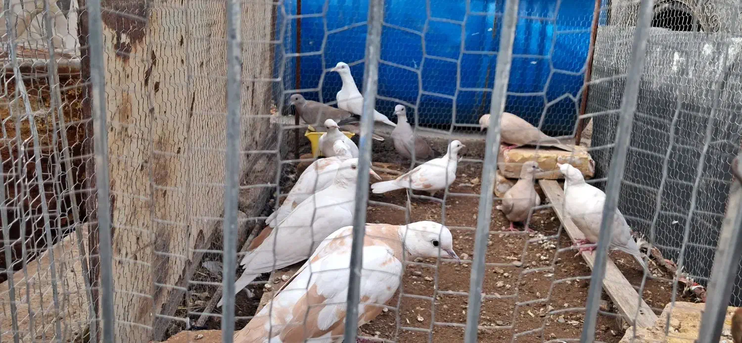 پرنده ای رام|پرنده|زید آباد, |دیوار