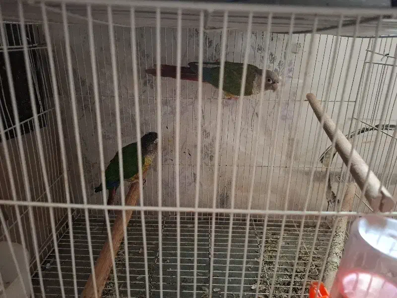 گرینچیک|پرنده|تربت جام, مسکن مهر|دیوار