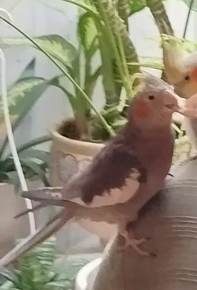 جوجه عروس هلندی گمشده در شهرک یاسین ( 12)درخ جهاد|حیوانات|کرمان, |دیوار