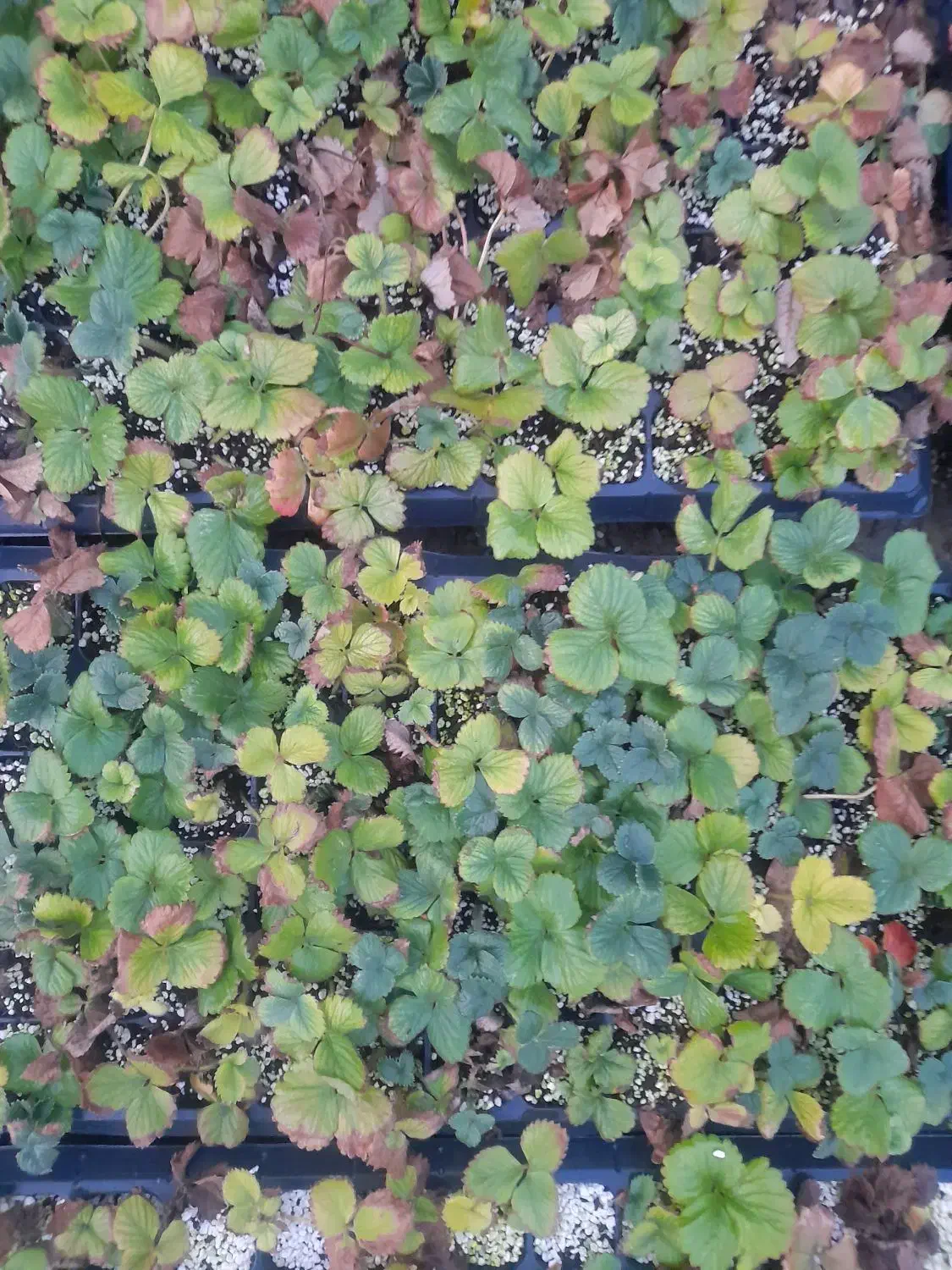 نشای توت فرنگی|گل و گیاه طبیعی|ارومیه, |دیوار