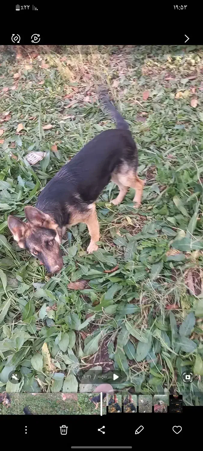 سگ نژاد ژرمن شپرد|سگ|گلمکان, |دیوار