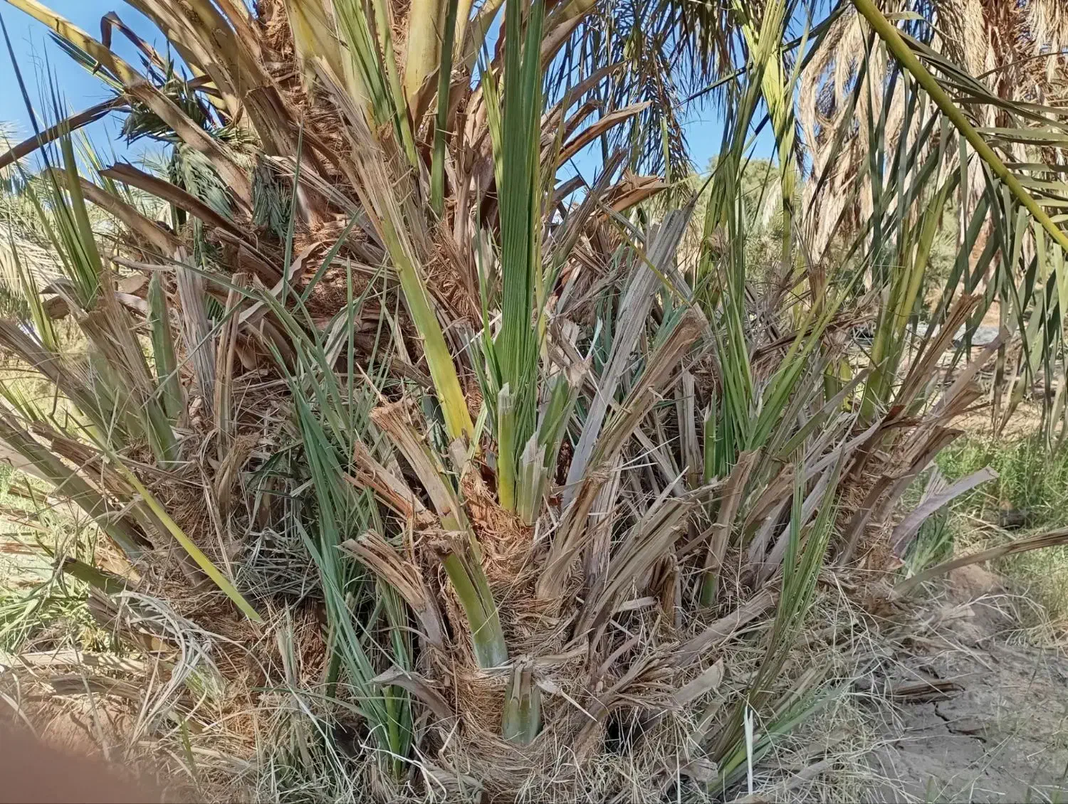 جنگ درخت|گل و گیاه طبیعی|ریگان, |دیوار