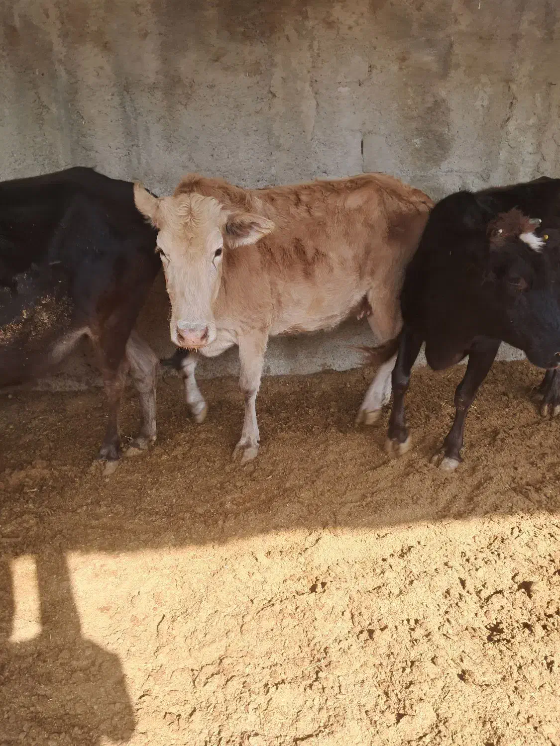 گاو|حیوانات مزرعه|هشتگرد, تهران دشت|دیوار