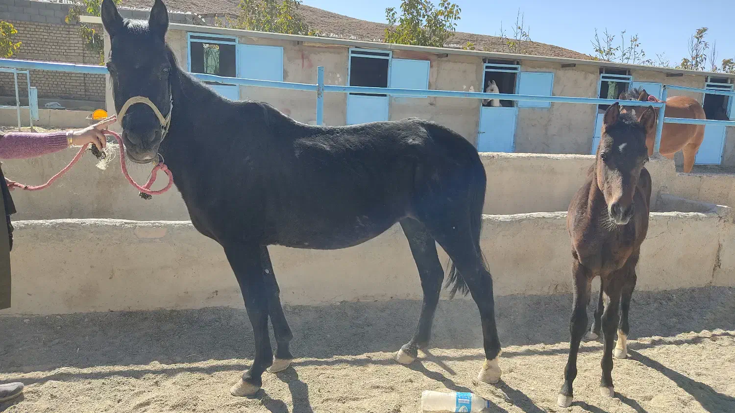 فروش یک عدد مادیون کلاسی و ارام|اسب و تجهیزات اسب‌سواری|بروجن, |دیوار