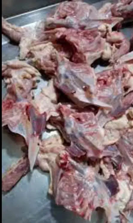 آشغال مرغ|لوازم جانبی حیوانات|گلپایگان, |دیوار