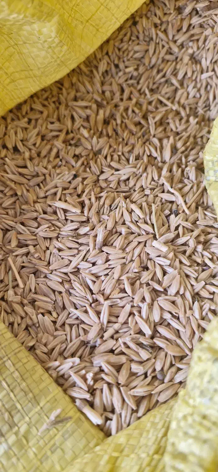 جو فروشی سهند|گل و گیاه طبیعی|مینودشت, |دیوار