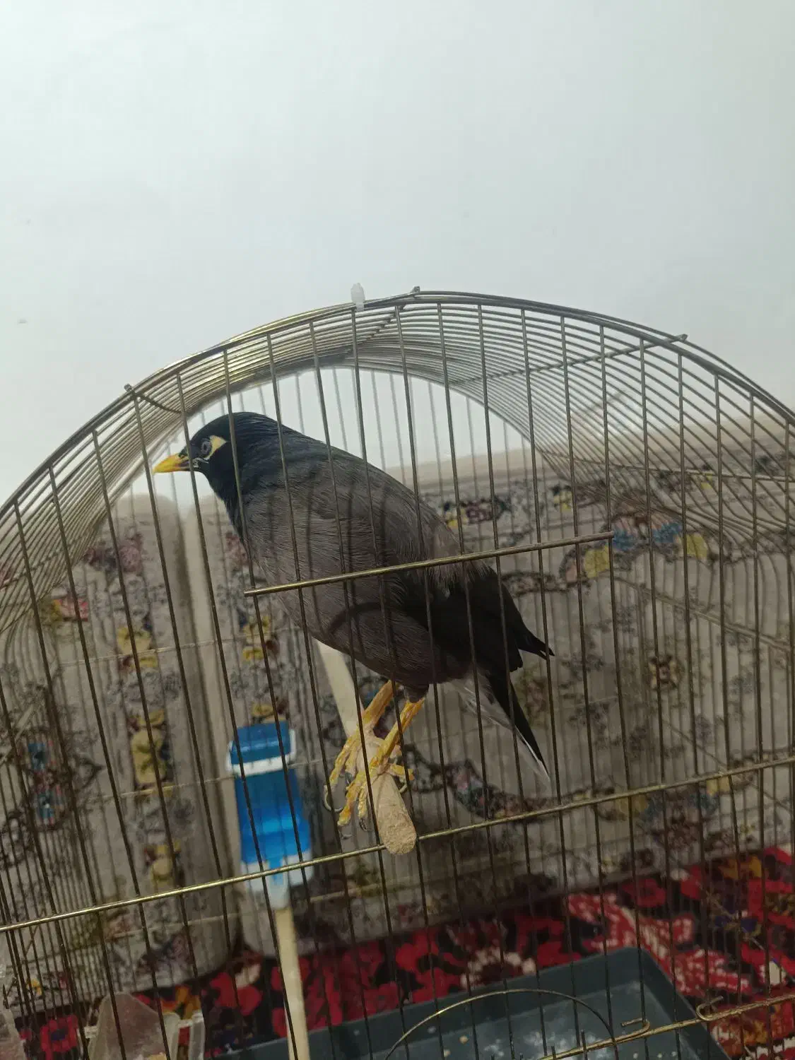 مرغ مینا|پرنده|اهر, |دیوار