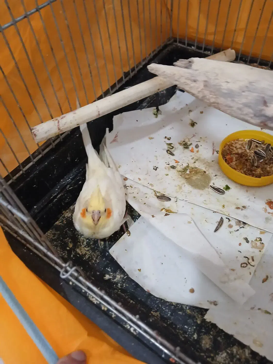 جوجه لوتینو|پرنده|قم, وادی السلام|دیوار