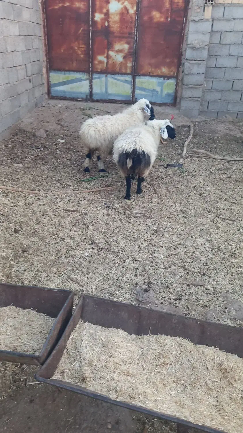 بره نر سفت چاق|حیوانات مزرعه|زیرکوه, |دیوار