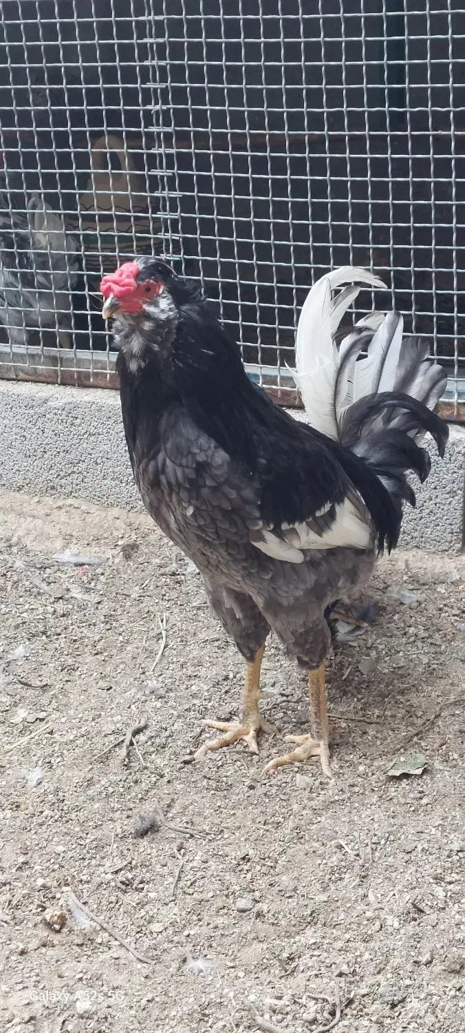 خروس گلین بدون غلط|حیوانات مزرعه|کهریزک, |دیوار