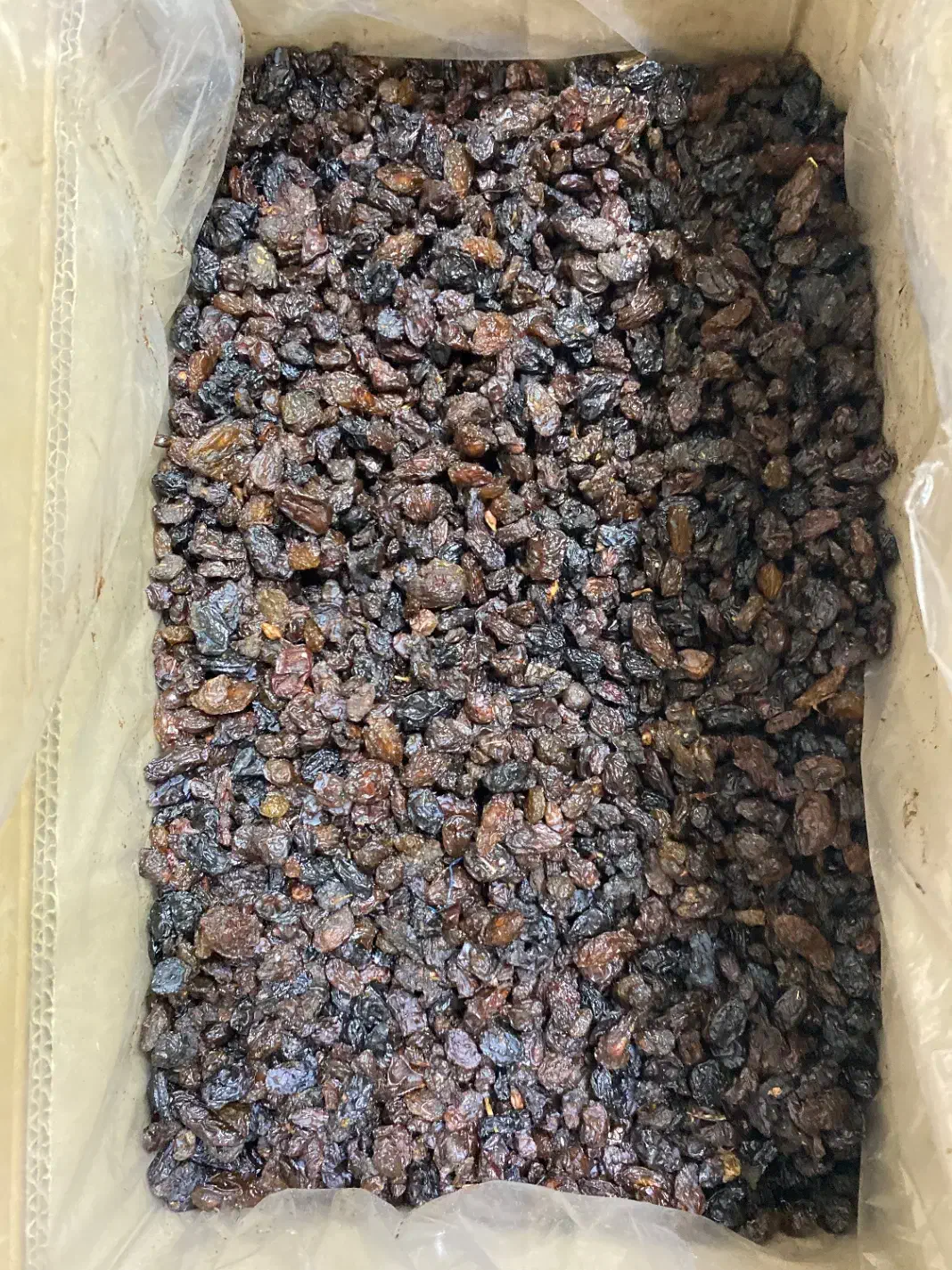 کشمش بیدانه آفتابی پلوئی|خوردنی و آشامیدنی|تاکستان, |دیوار