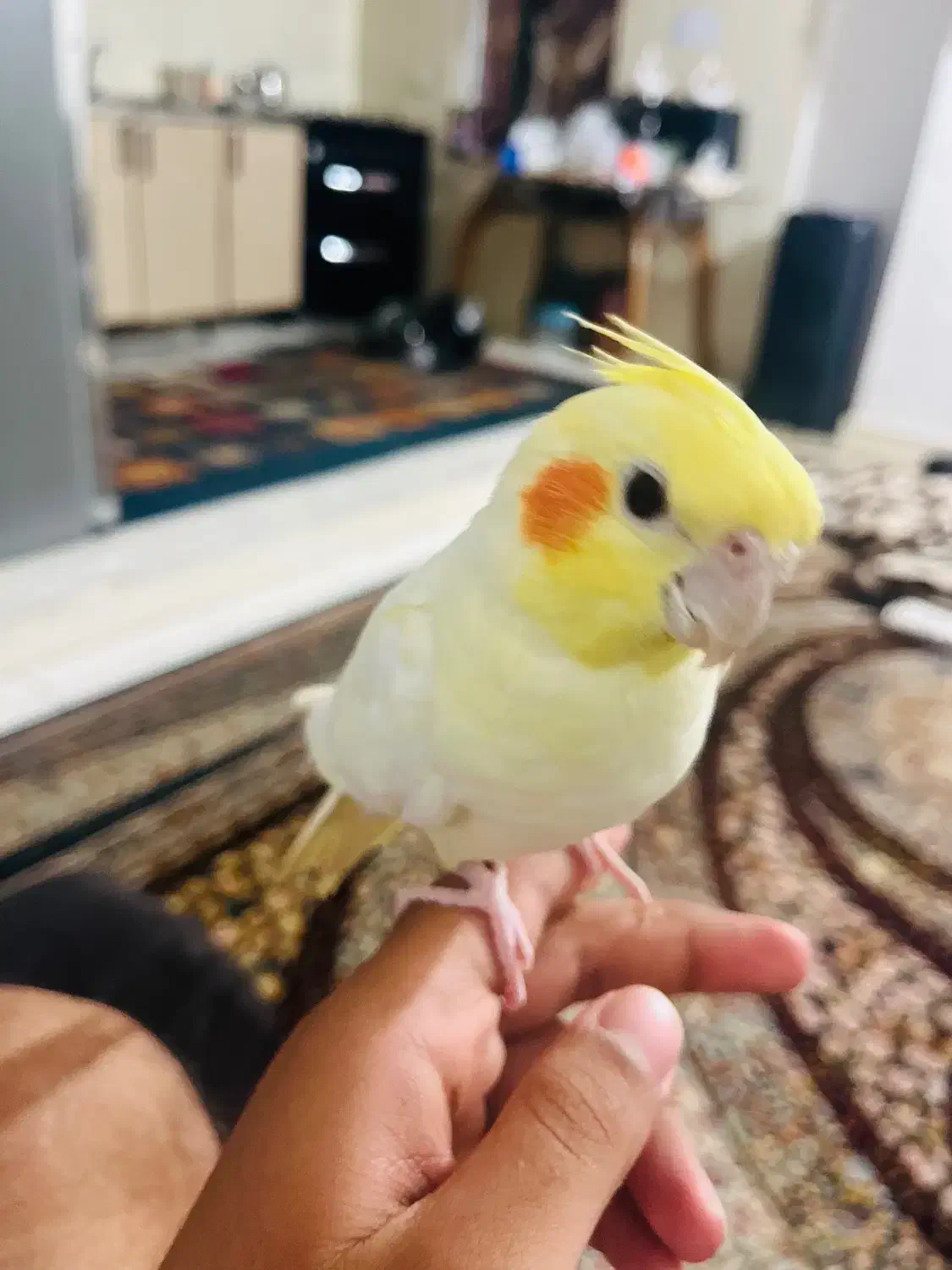 مرغ عشق|پرنده|بندرعباس, |دیوار