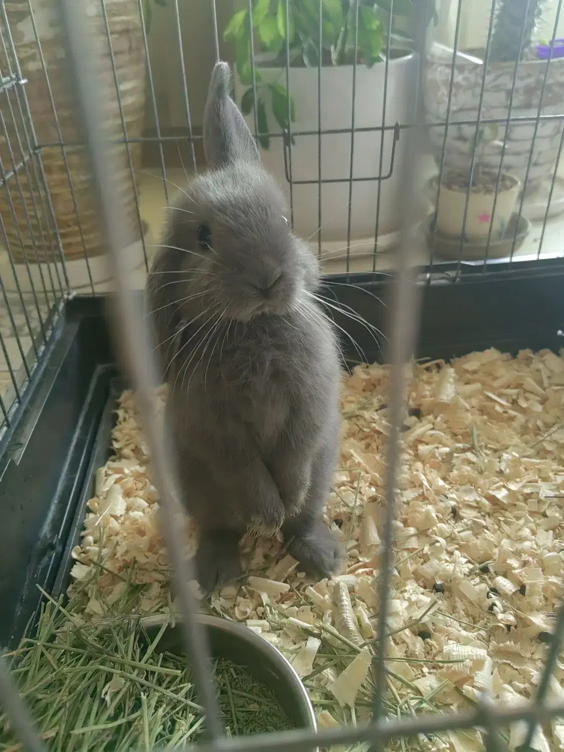 خرگوش لوپ عروسکی|موش و خرگوش|لواسان, |دیوار