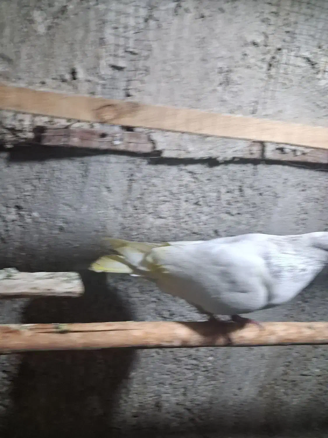 کبوتر کله خال دار|پرنده|مبارکه, |دیوار