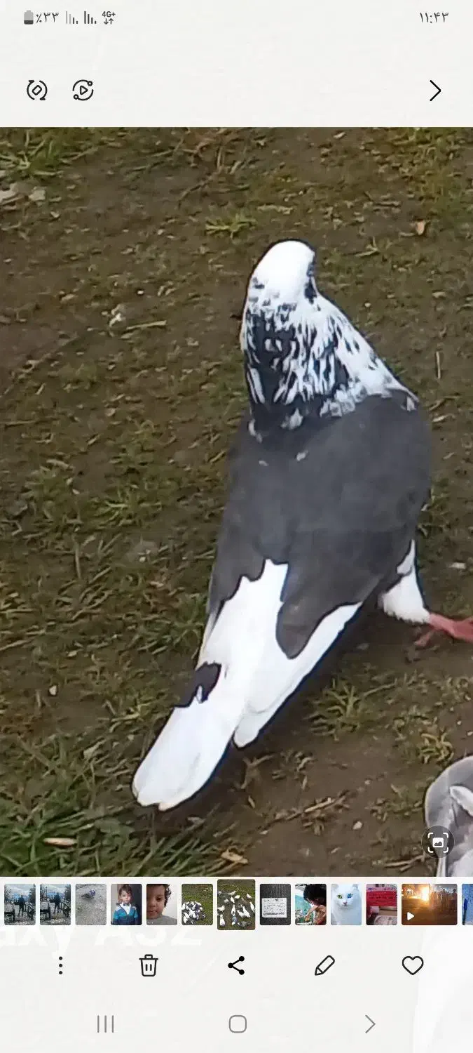 سلام عشق بازان دیروز این دوتاشو باخت دادم|حیوانات|لشت نشا, |دیوار