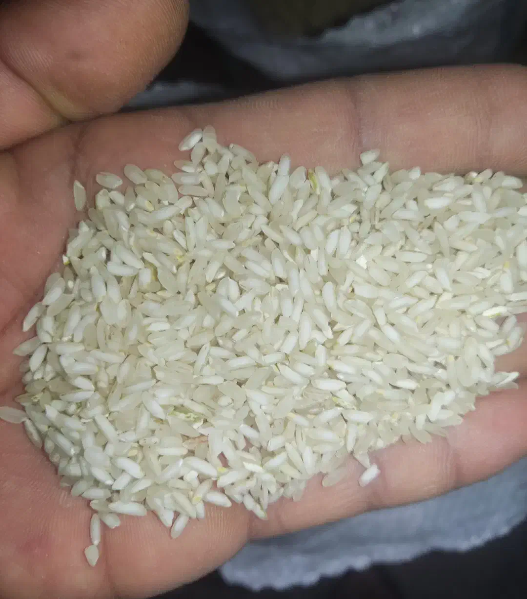 برنج عنبربو / عنبر بو کامفیروزی با عطر و طعم عالی|خوردنی و آشامیدنی|شیراز, داریون|دیوار