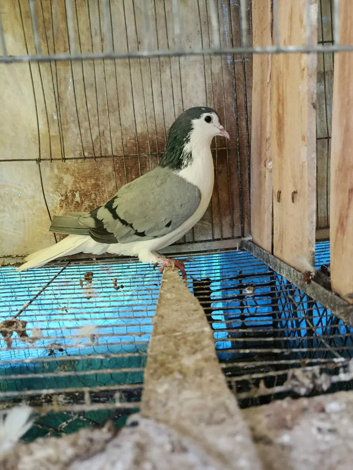 کبوتر ماده دمگیر سینه دمپاک|پرنده|اصفهان, جاوان|دیوار