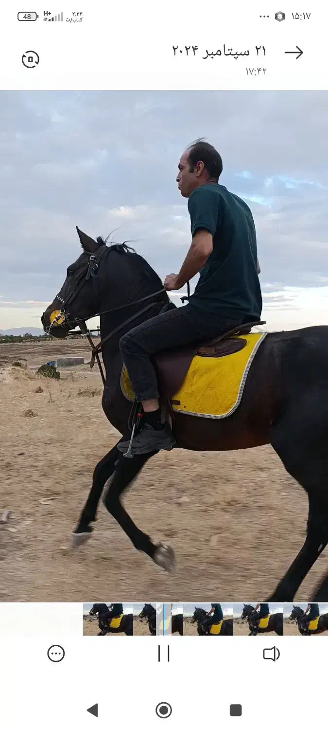 اسب کرد جواب پر خون سواریش کامل نشده|اسب و تجهیزات اسبسواری|قیدار, |دیوار