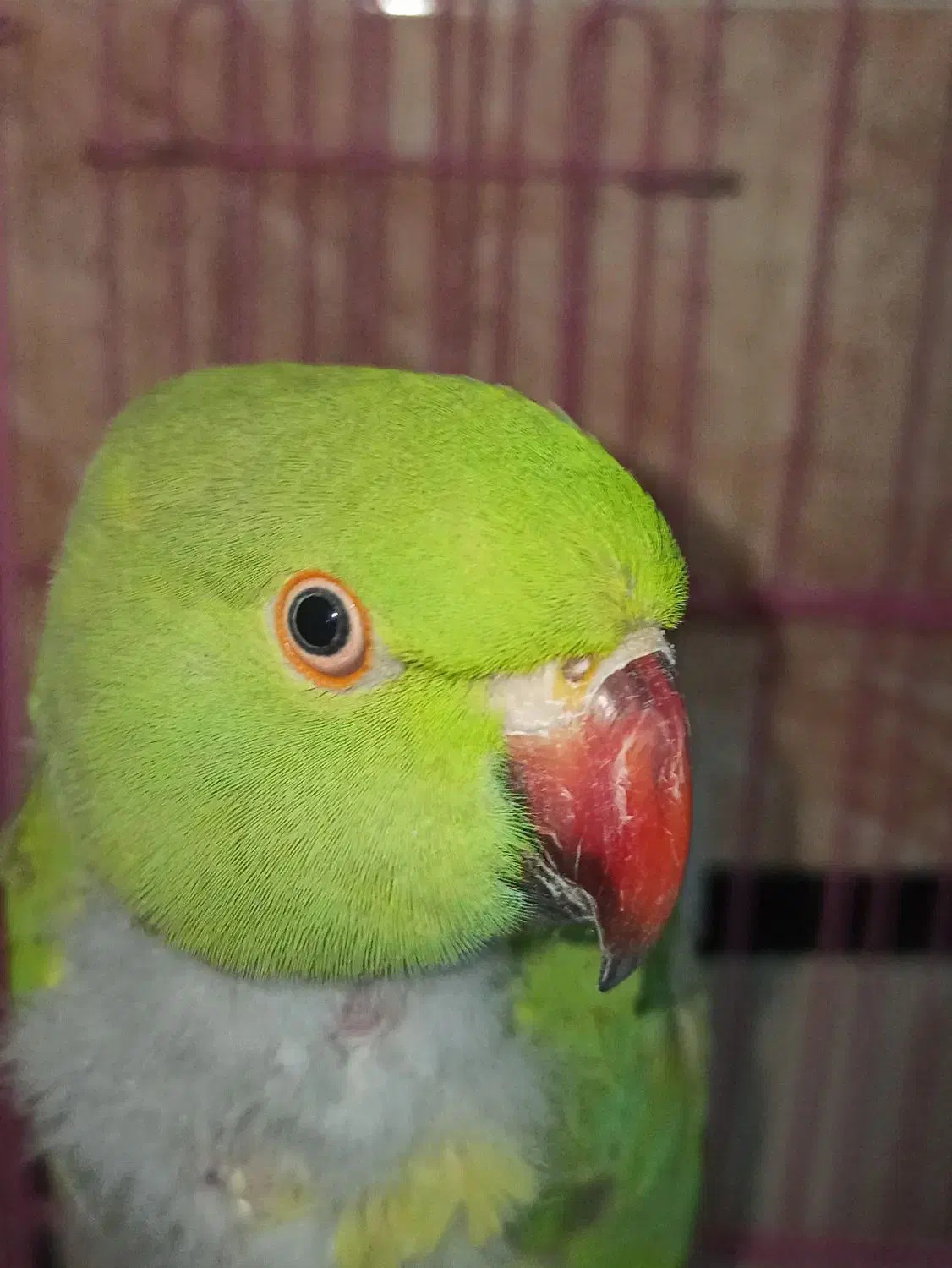 طوطی ملنگو|پرنده|دزفول, |دیوار