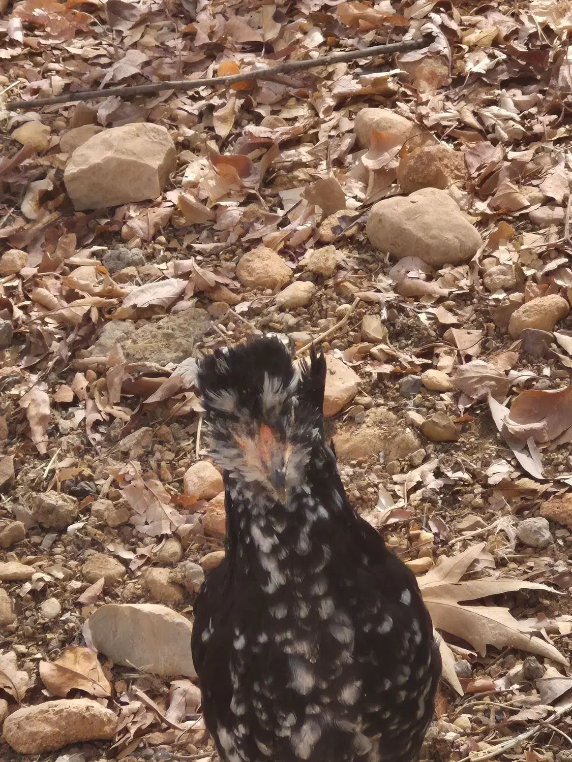 مرغ گلین|حیوانات مزرعه|شیراز, قلات|دیوار