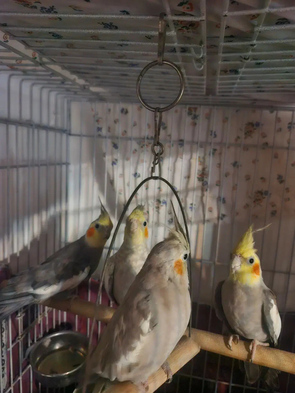 عروس هلندی|پرنده|لاهیجان, قیام|دیوار