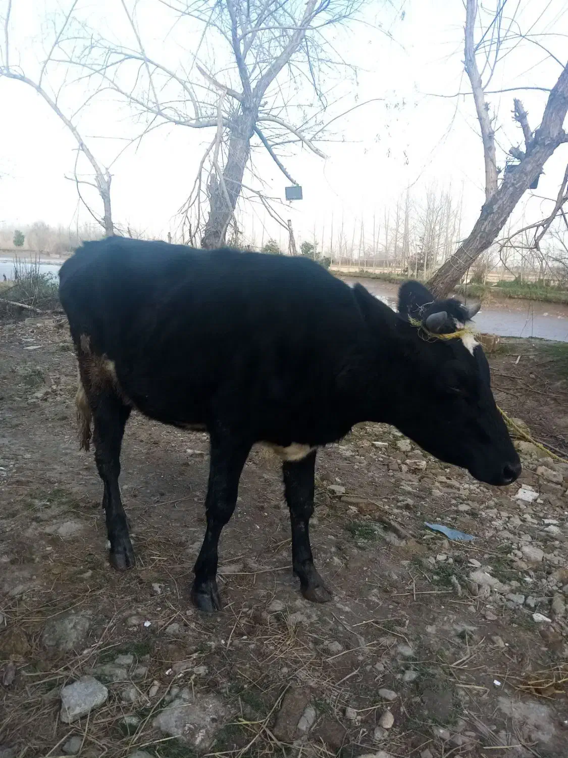 لیشه دورگ هولشتاین|حیوانات مزرعه|رشت, بیجارپس|دیوار