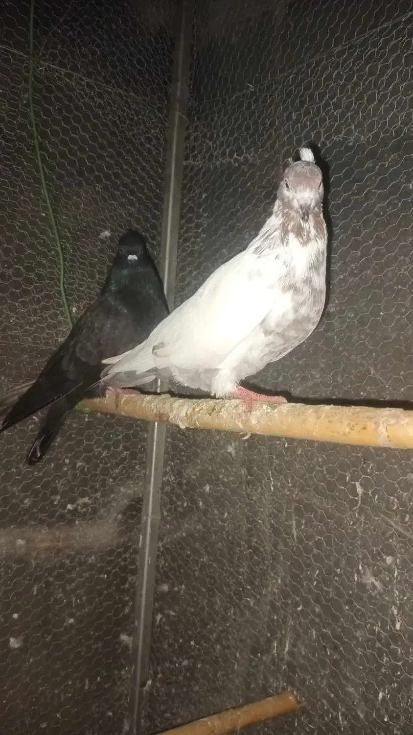 فروش تعدادی کبوتر پرشی|پرنده|خرمآباد (تنکابن), |دیوار