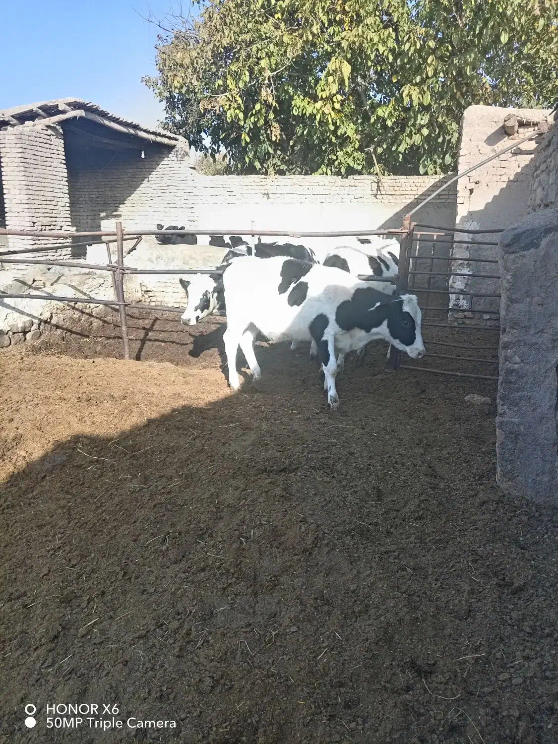 گوساله ماده|حیوانات مزرعه|نیشابور, فضل|دیوار