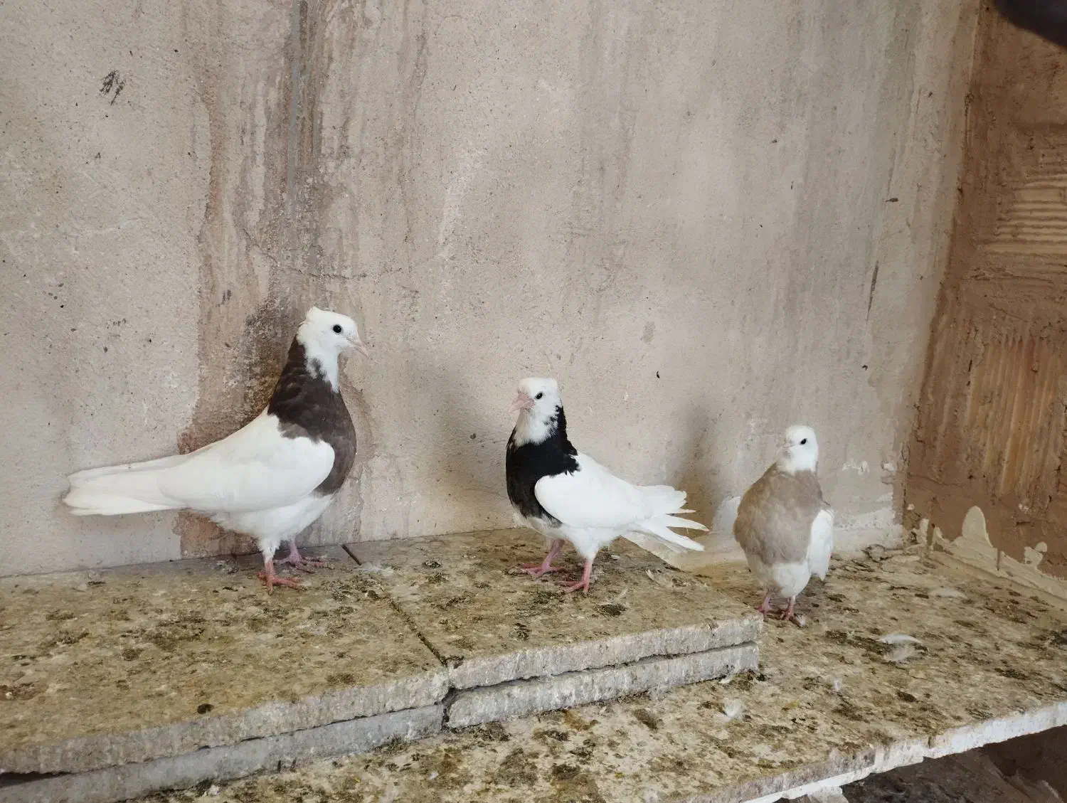 کبوتر|پرنده|پاکدشت, پاکدشت (مامازند)|دیوار