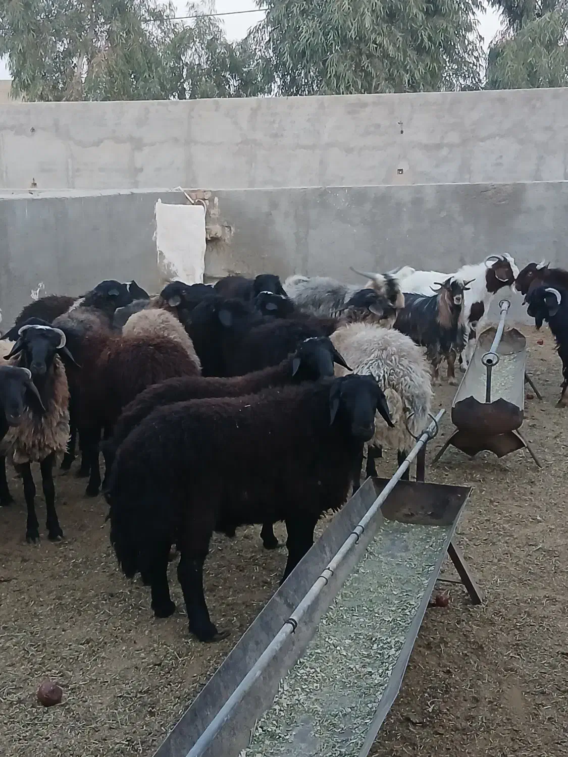 سلام خسته نباشید بره بزغاله|حیوانات مزرعه|قم, جوی شور|دیوار