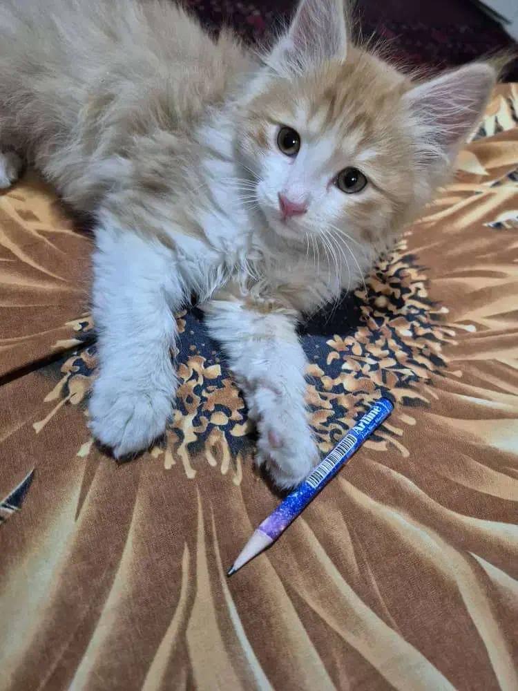 واگذاری بچه گربه|گربه|تهران, آرارات|دیوار