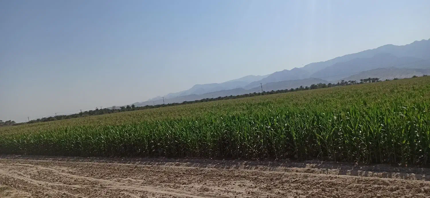 فروش 15هکتار زمین کشاورزی|فروش دفتر صنعتی، کشاورزی، تجاری|بوشکان, |دیوار