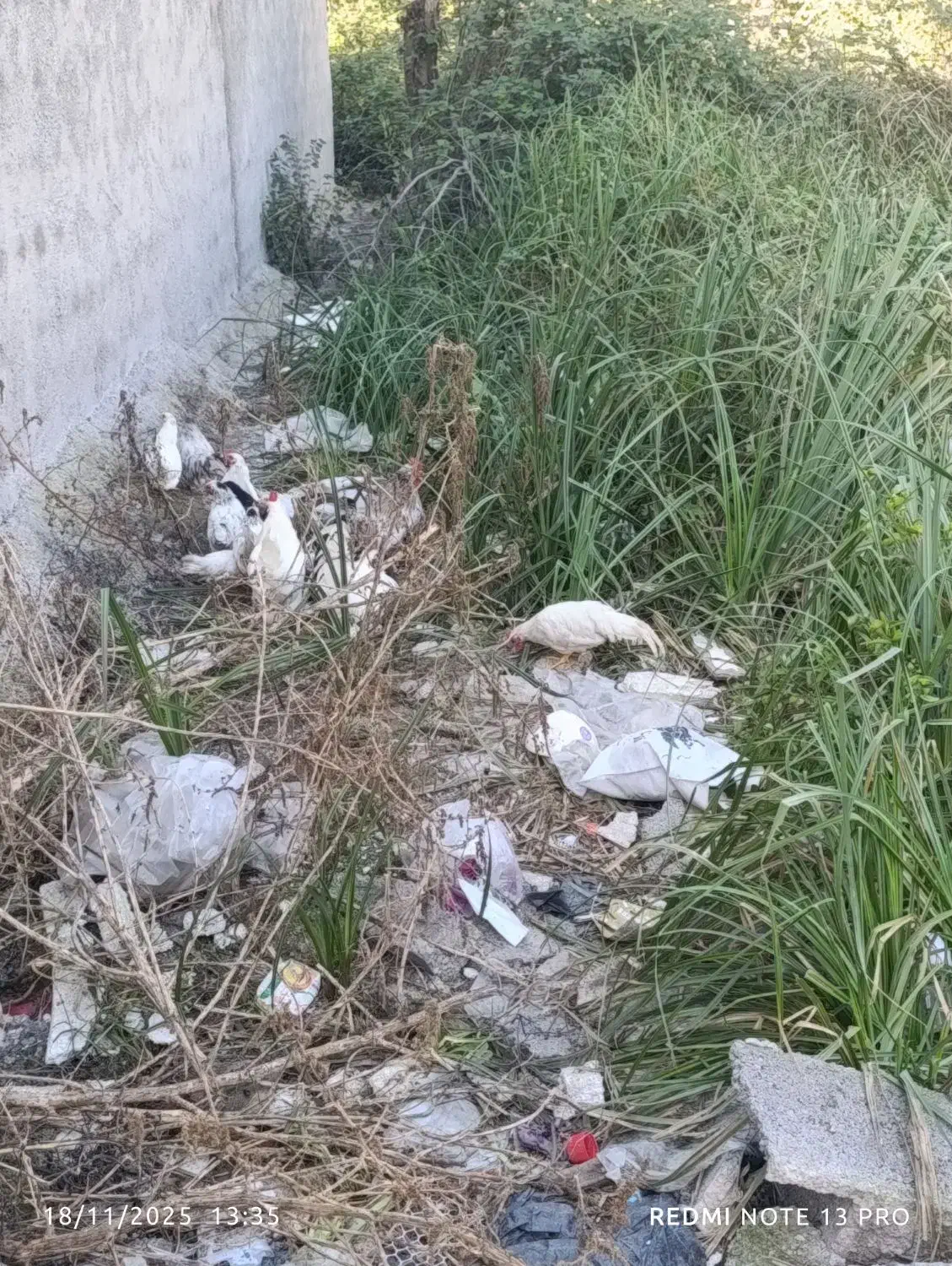 5تا خروس 5مرغ گذاشتم برای غروش|حیوانات مزرعه|رشت, آب آسیاب|دیوار